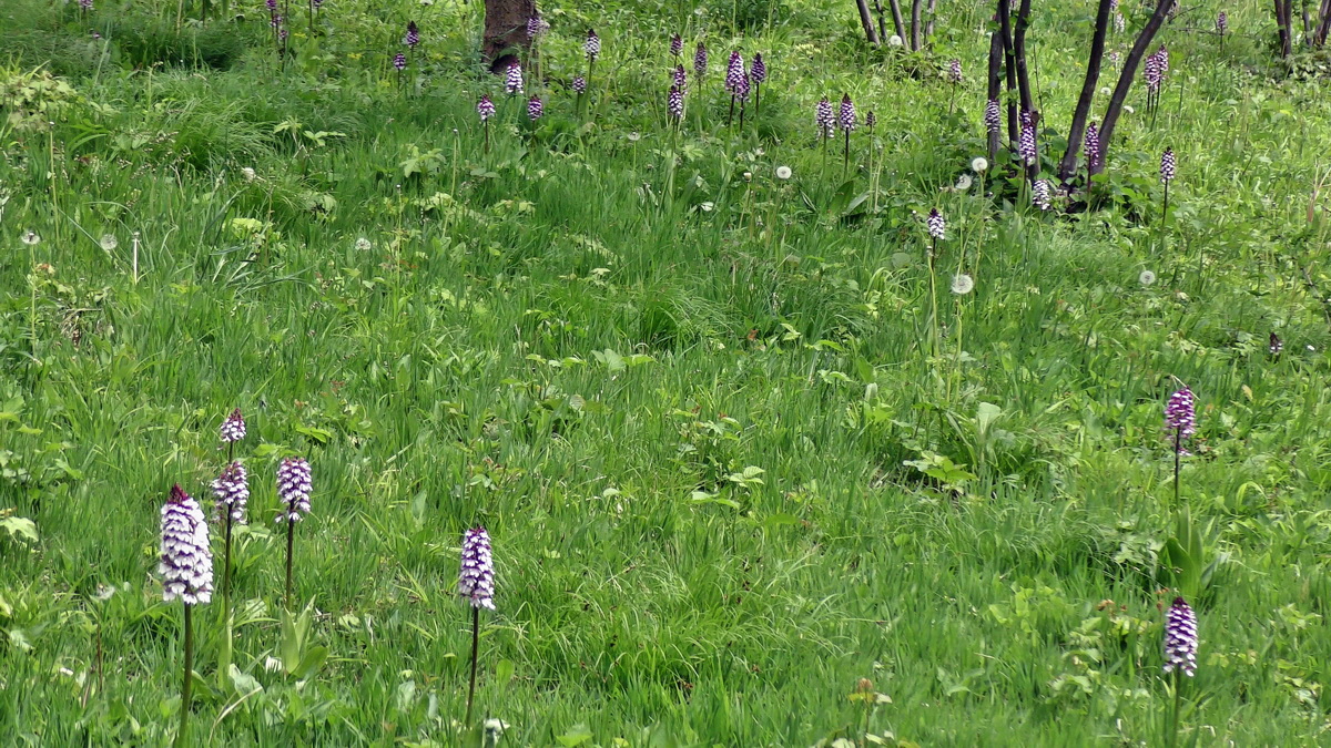 05-09-2015_141054(3)p_Bildgr��e �ndern