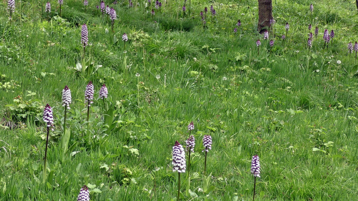 05-09-2015_141054(4)p_Bildgr��e �ndern