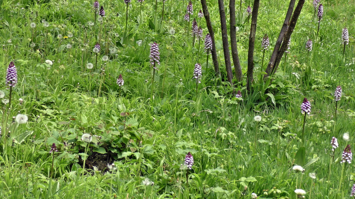 05-09-2015_141054(5)p_Bildgr��e �ndern