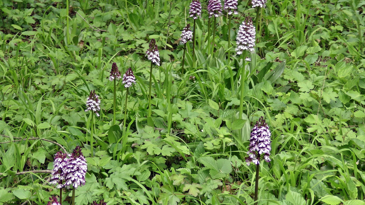 05-09-2015_141828(1)p_Bildgr��e �ndern