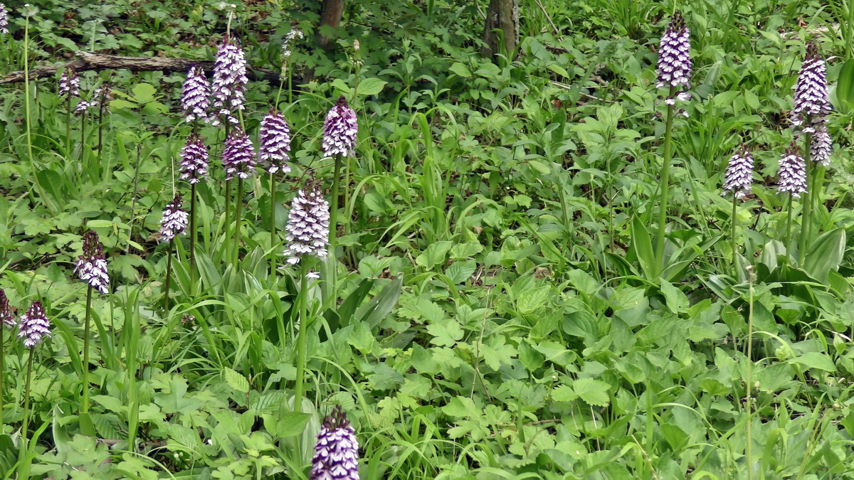 05-09-2015_141828(2)p_Bildgr��e �ndern