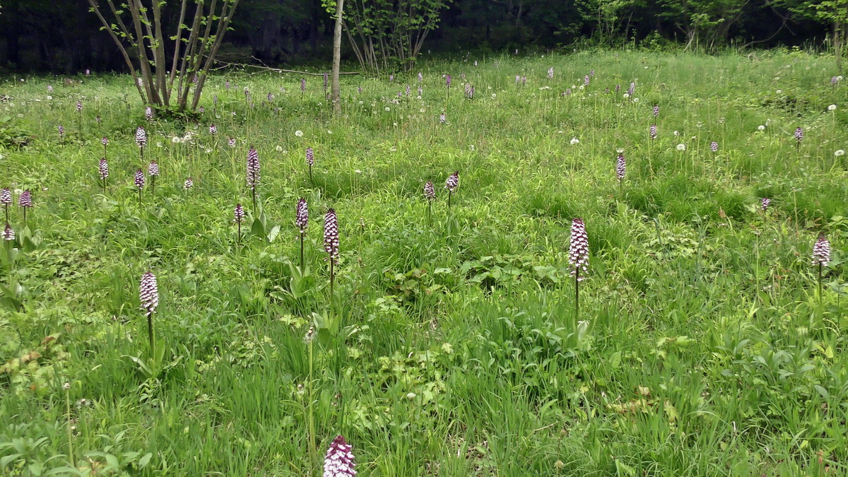 05-09-2015_141942(1)p_Bildgr��e �ndern