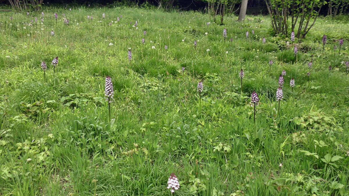 05-09-2015_141942(2)p_Bildgr��e �ndern