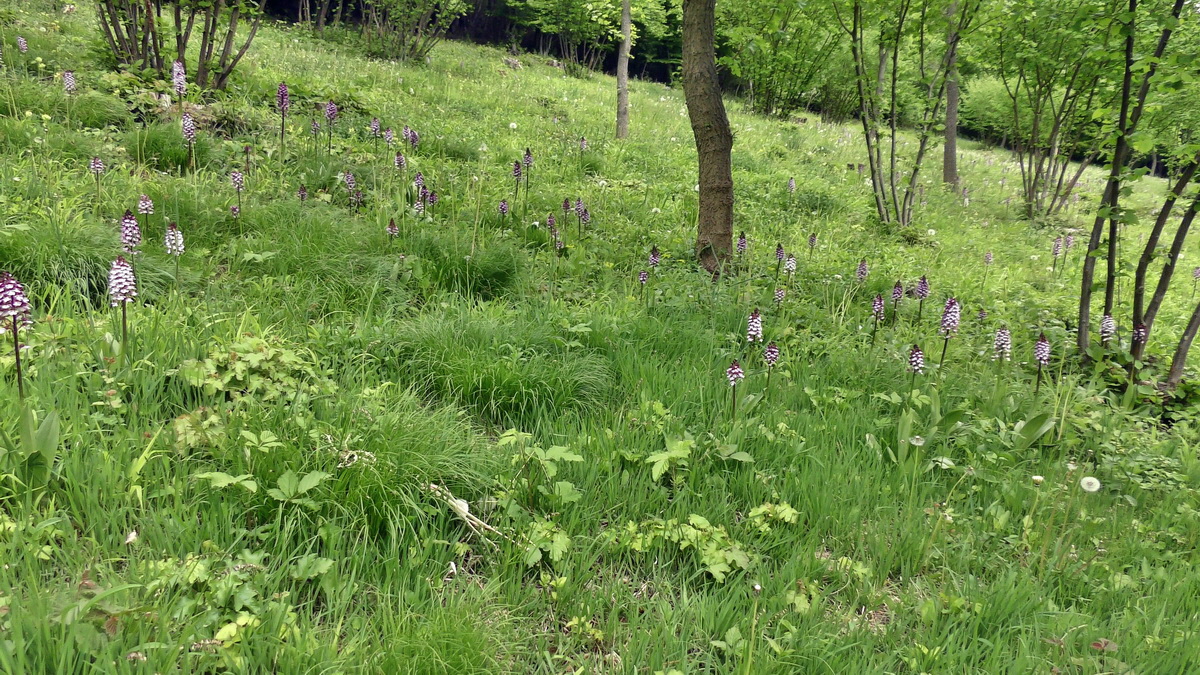 05-09-2015_141942(4)p_Bildgr��e �ndern