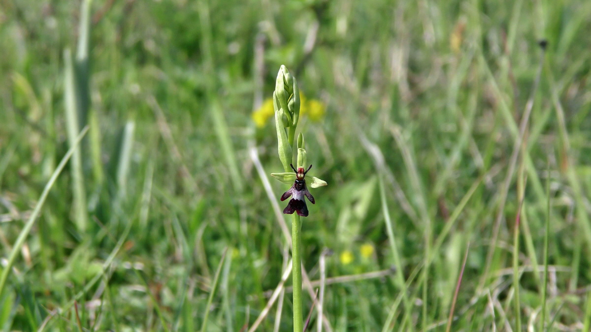 05-11-2015_095205(1)p_Bildgr��e �ndern