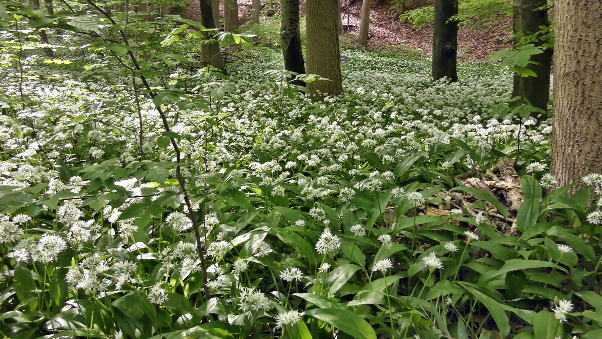 05-11-2015_102308p_Bildgr��e �ndern