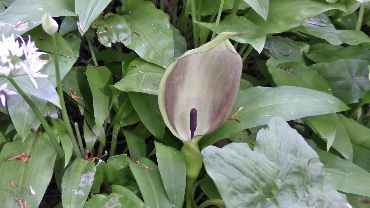 05-11-2015_102551(1)p_Bildgr��e �ndern