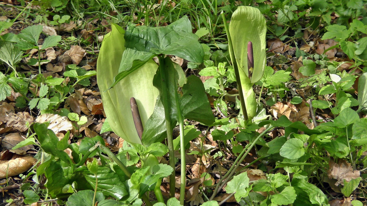 05-11-2015_102950p_Bildgr��e �ndern