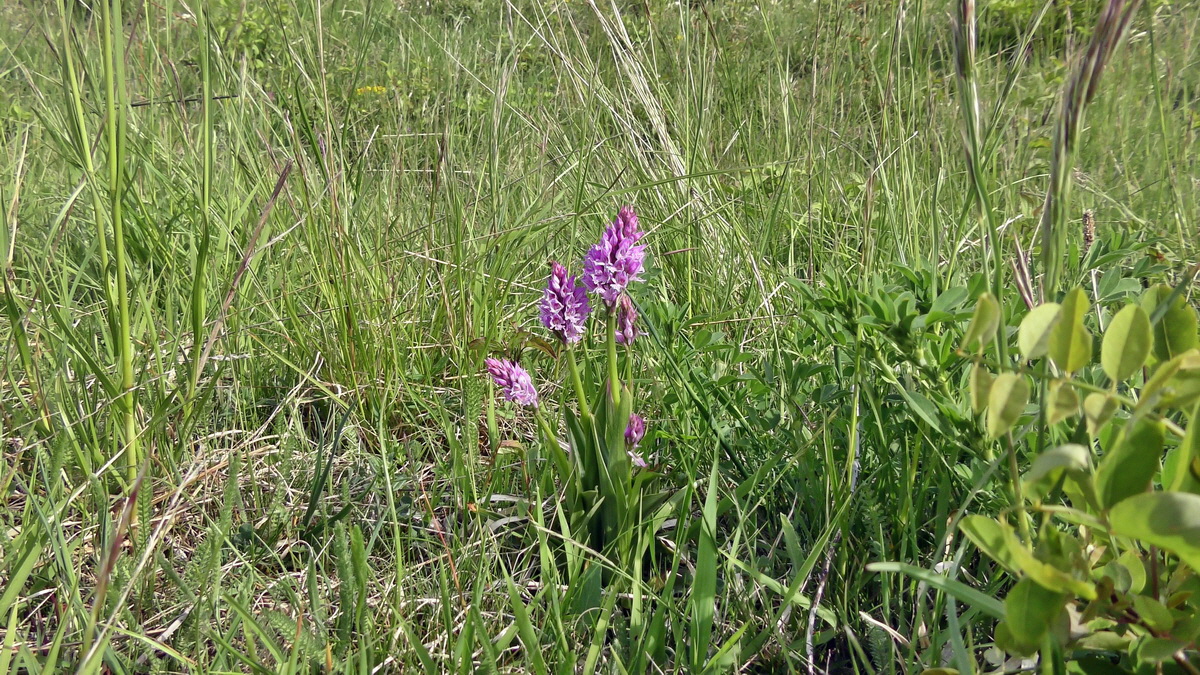 05-11-2015_110338p_Bildgr��e �ndern