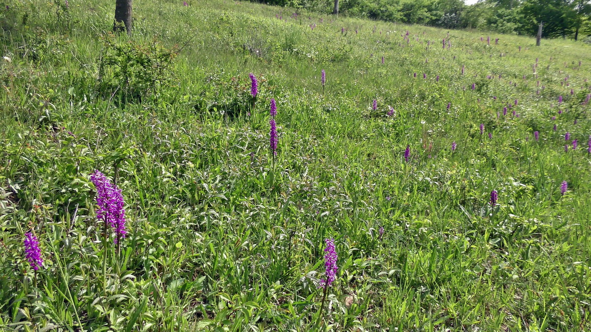 05-11-2015_114908(2)p_Bildgr��e �ndern