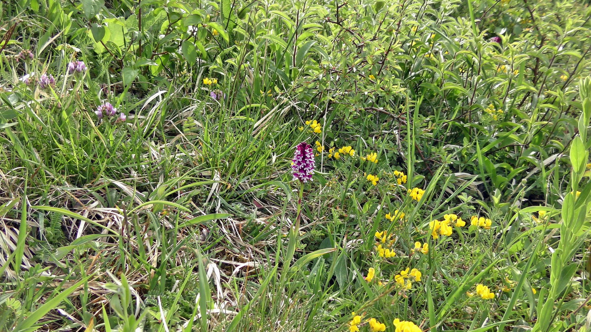 05-12-2015_111632(1)p_Bildgr��e �ndern