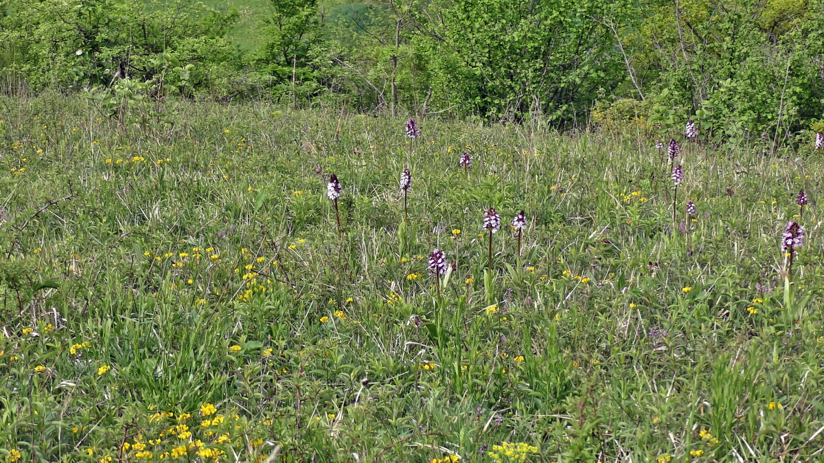 05-12-2015_111843(1)p_Bildgr��e �ndern