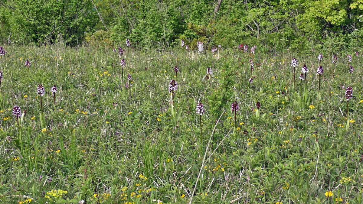 05-12-2015_111843p_Bildgr��e �ndern