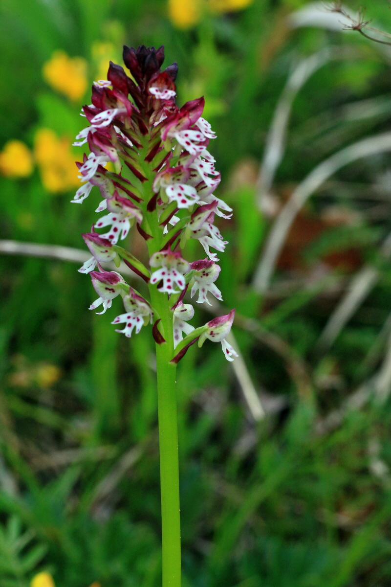 2015_05_12_00019218p_Bildgr��e �ndern