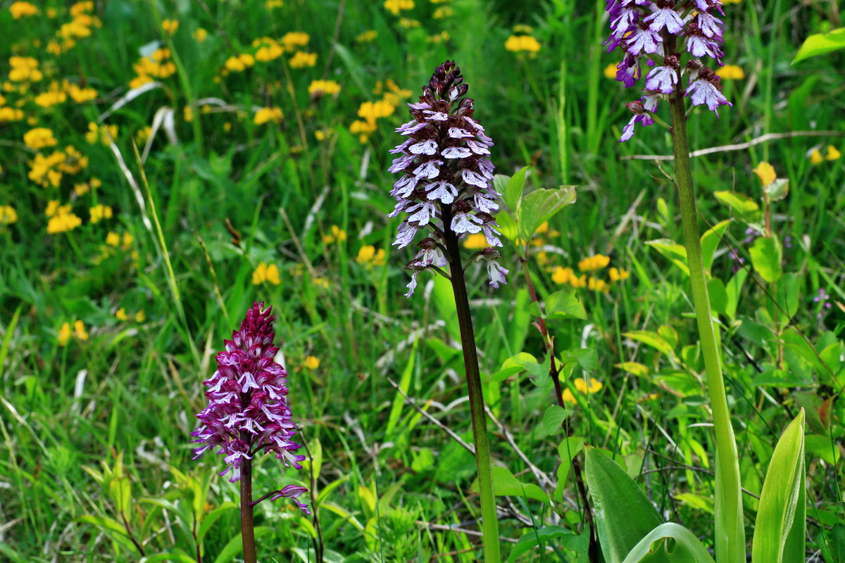 2015_05_12_00019236p_Bildgr��e �ndern