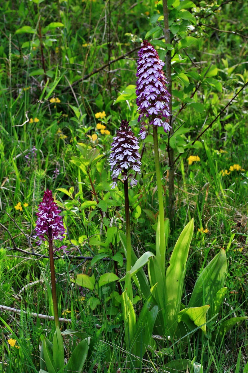 2015_05_12_00019240p_Bildgr��e �ndern