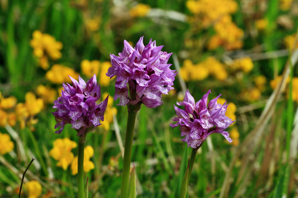 2015_05_12_00019301p_Bildgr��e �ndern