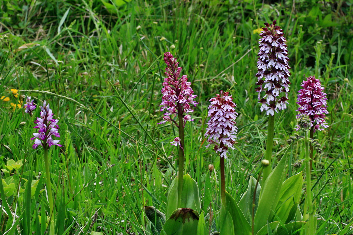 2015_05_12_00019355p_Bildgr��e �ndern