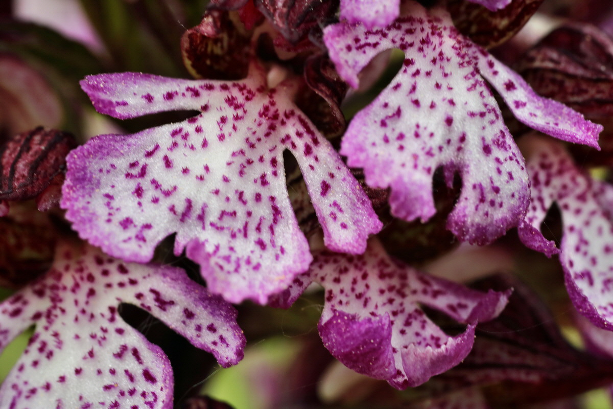 055_Bildgr��e �ndern