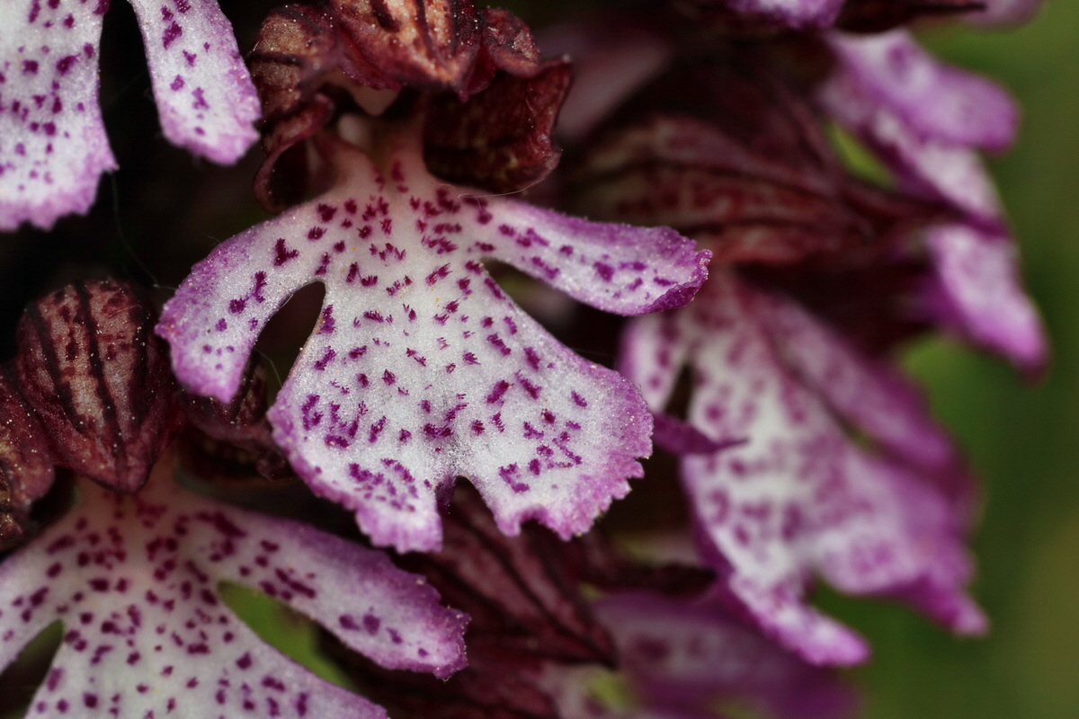 060_Bildgr��e �ndern