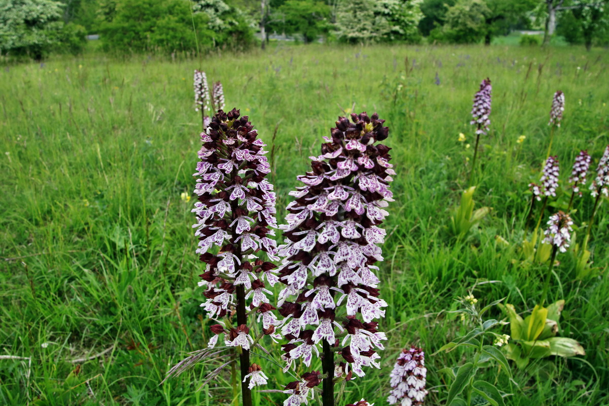 447_Bildgr��e �ndern