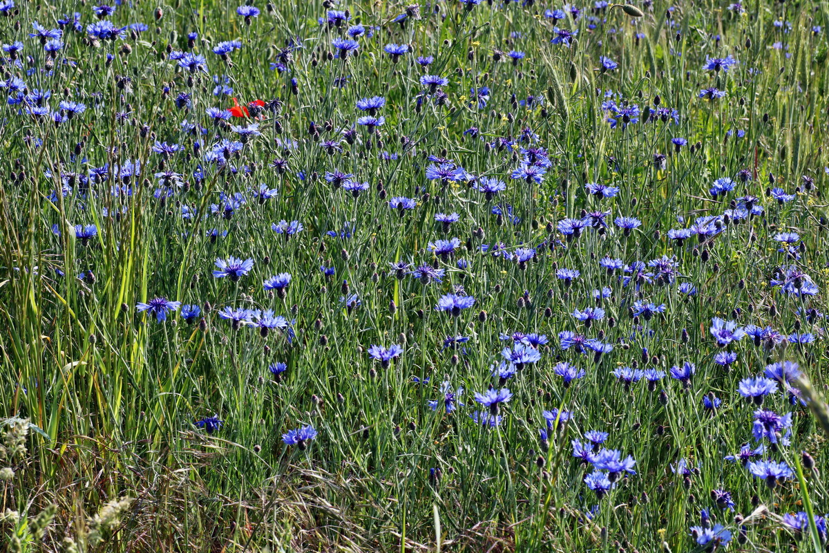 IMG-2015-05-29-00005058p_Bildgr��e �ndern