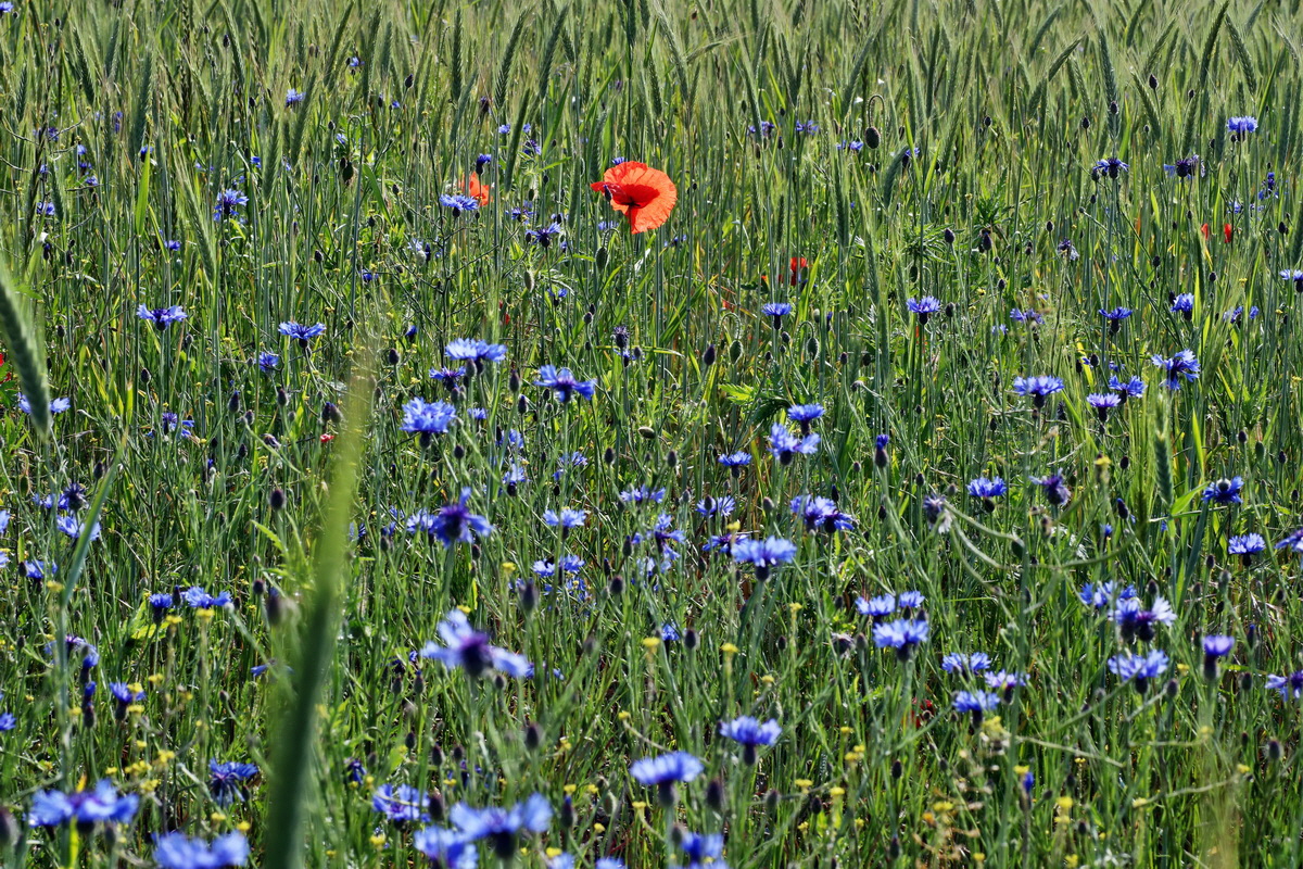 IMG-2015-05-29-00005061p_Bildgr��e �ndern