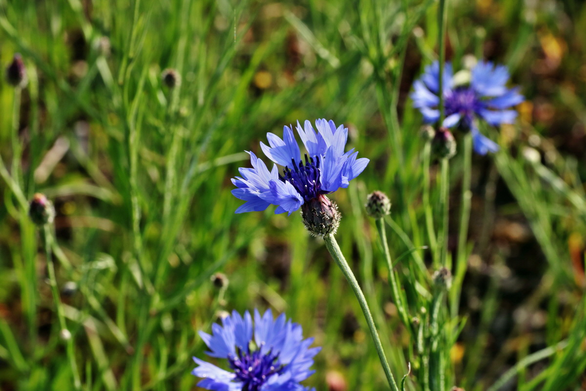 IMG-2015-05-29-00005065p_Bildgr��e �ndern