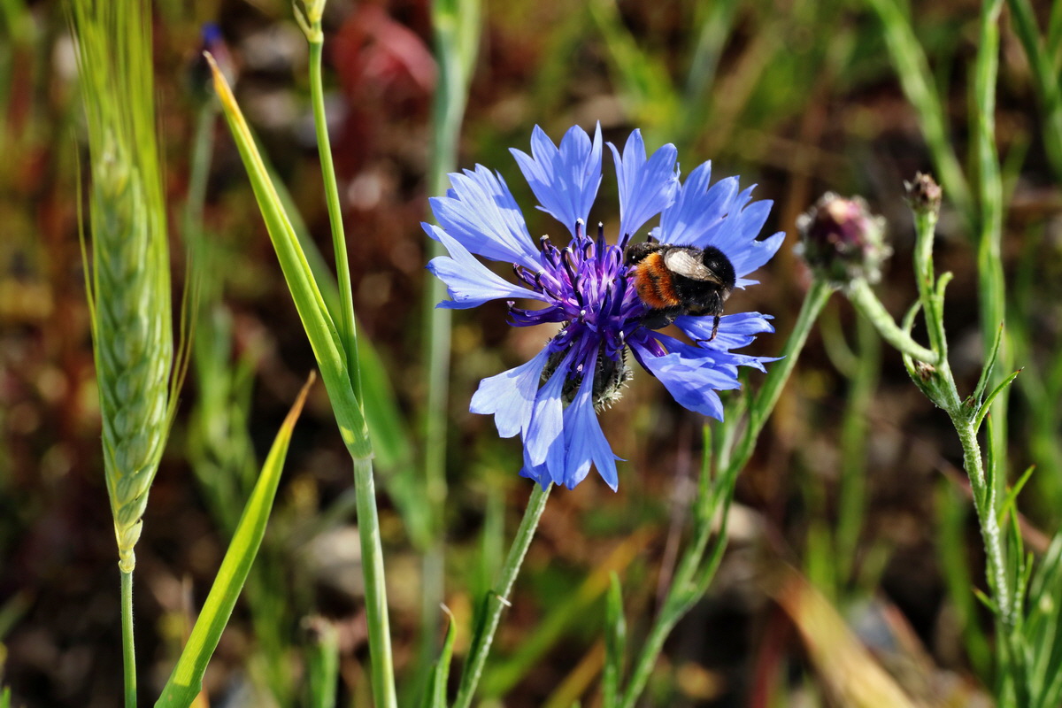 IMG-2015-05-29-00005071p_Bildgr��e �ndern