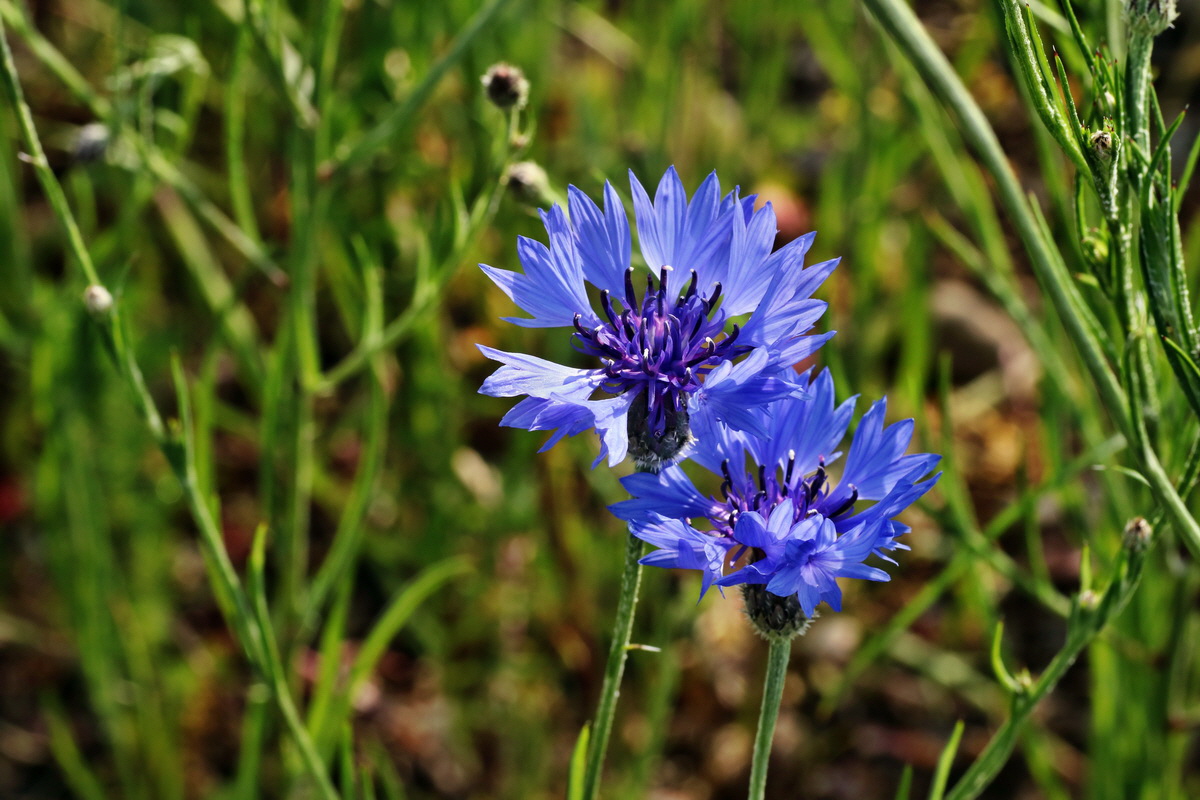 IMG-2015-05-29-00005076p_Bildgr��e �ndern