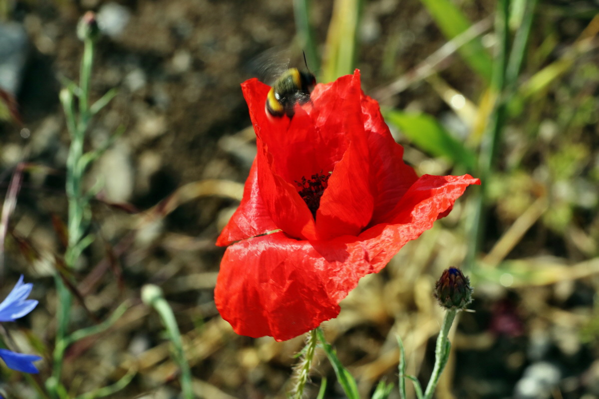 IMG-2015-05-29-00005092p_Bildgr��e �ndern