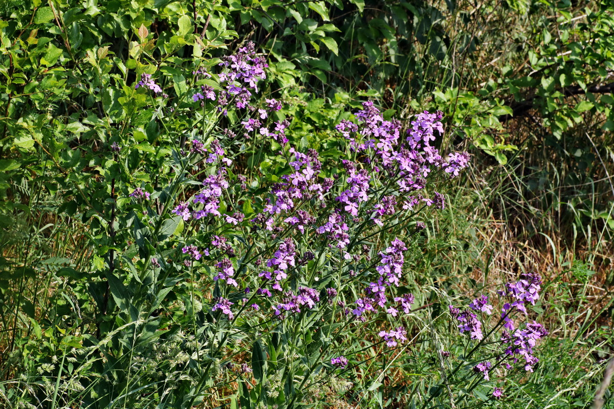 IMG-2015-05-29-00005098p_Bildgr��e �ndern