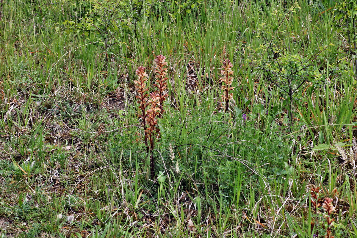 IMG-2015-05-29-00005115p_Bildgr��e �ndern