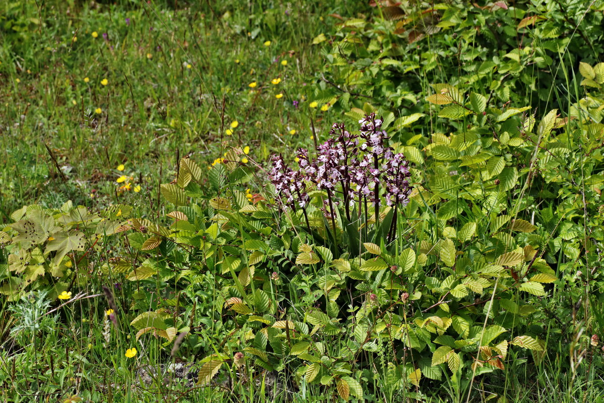 IMG-2015-05-29-00005121p_Bildgr��e �ndern