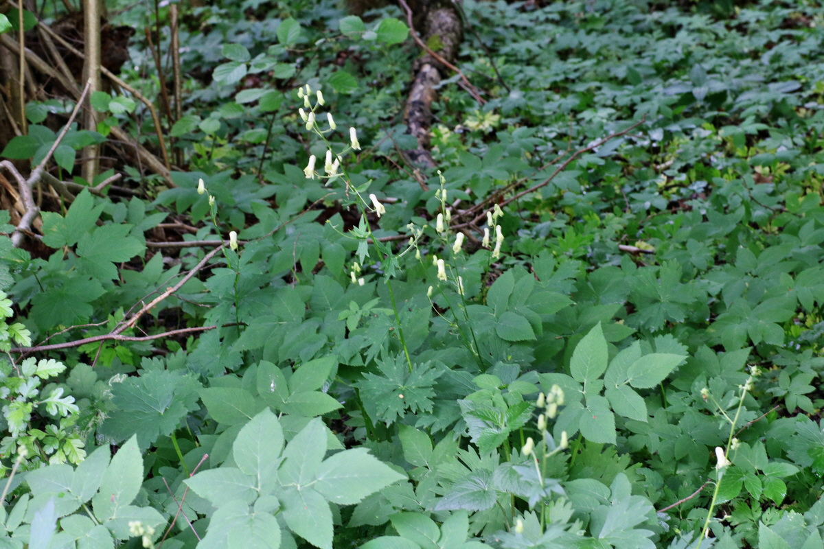 IMG-2015-05-29-00005189p_Bildgr��e �ndern