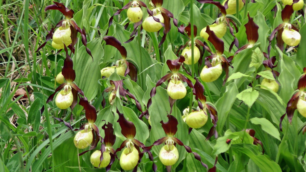 05-31-2015_131933(1)p_Bildgr��e �ndern