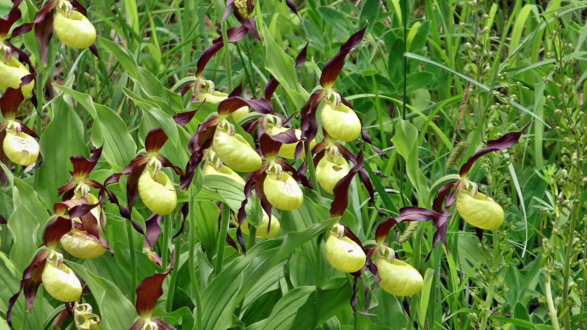 05-31-2015_131933(5)p_Bildgr��e �ndern