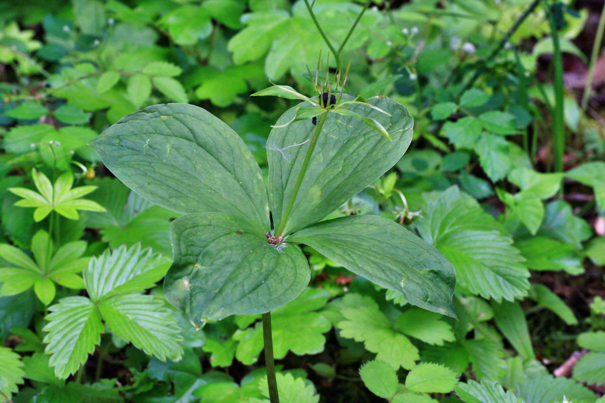 A_2015_05_31_00019479p_Bildgr��e �ndern