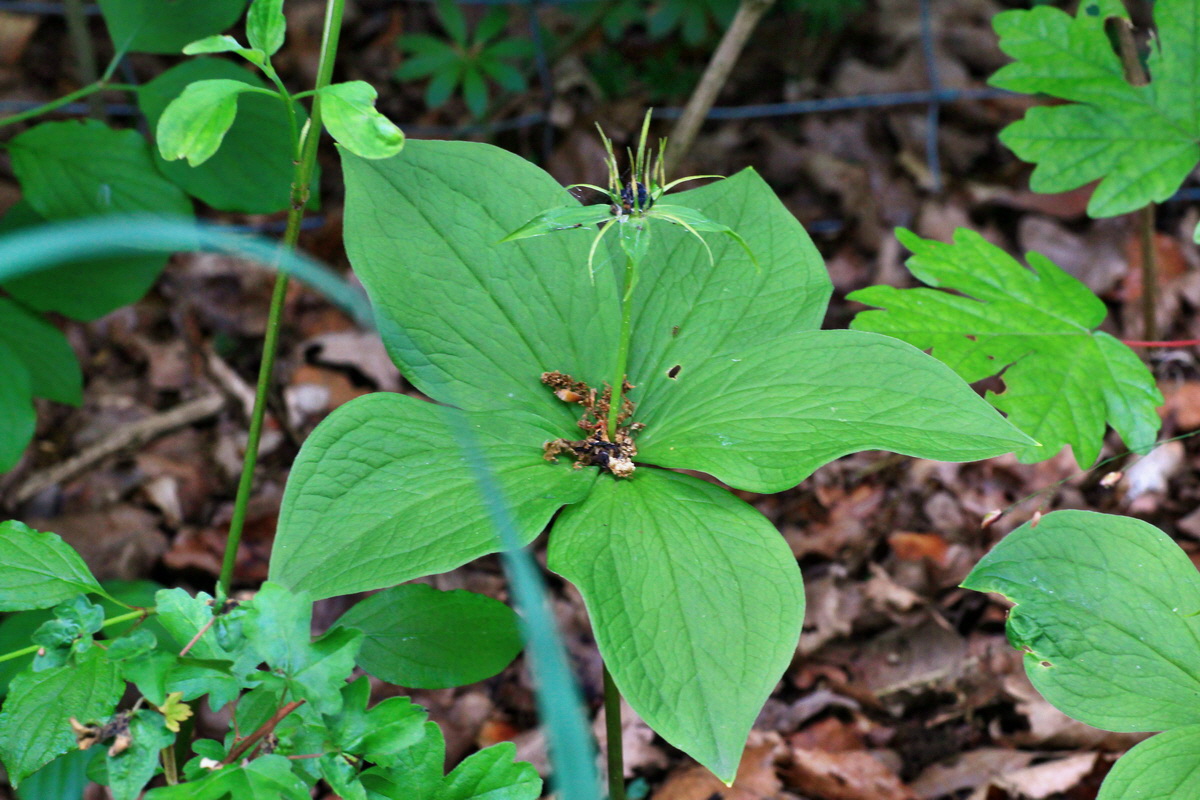 A_2015_05_31_00019481p_Bildgr��e �ndern