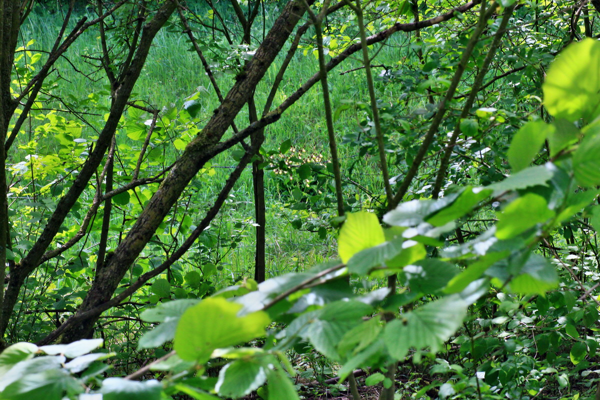 A_2015_05_31_00019488p_Bildgr��e �ndern