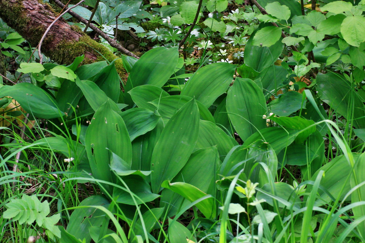 A_2015_05_31_00019511p_Bildgr��e �ndern