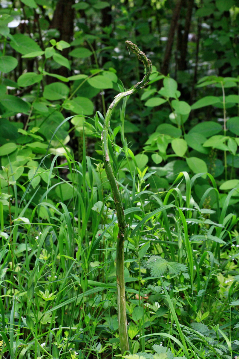 A_2015_05_31_00019514p_Bildgr��e �ndern