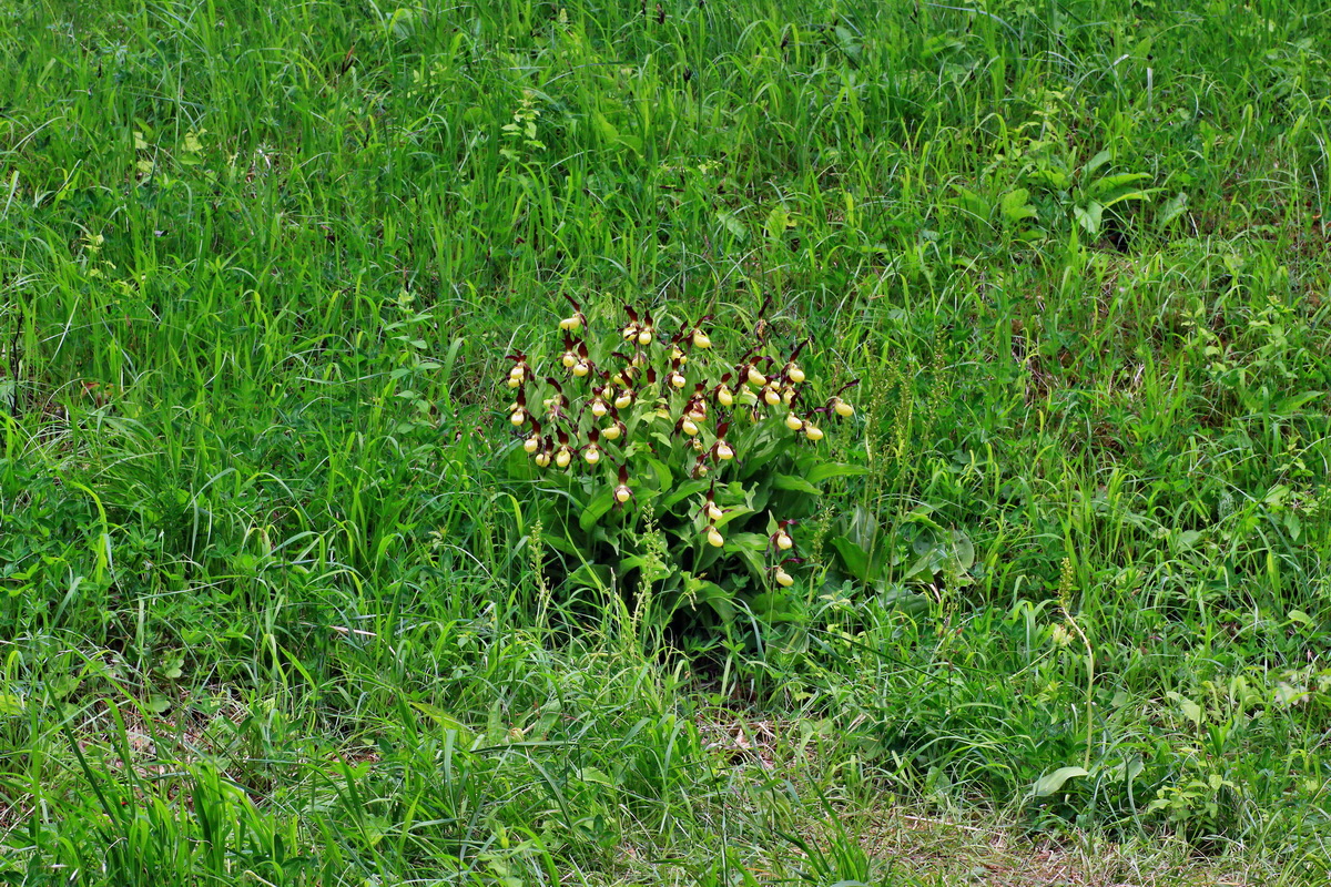 A_2015_05_31_00019522p_Bildgr��e �ndern