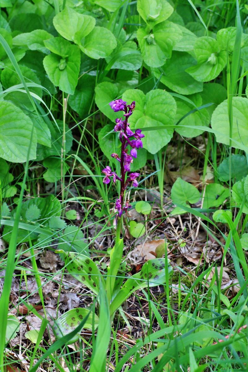 A_2015_05_31_00019523p_Bildgr��e �ndern