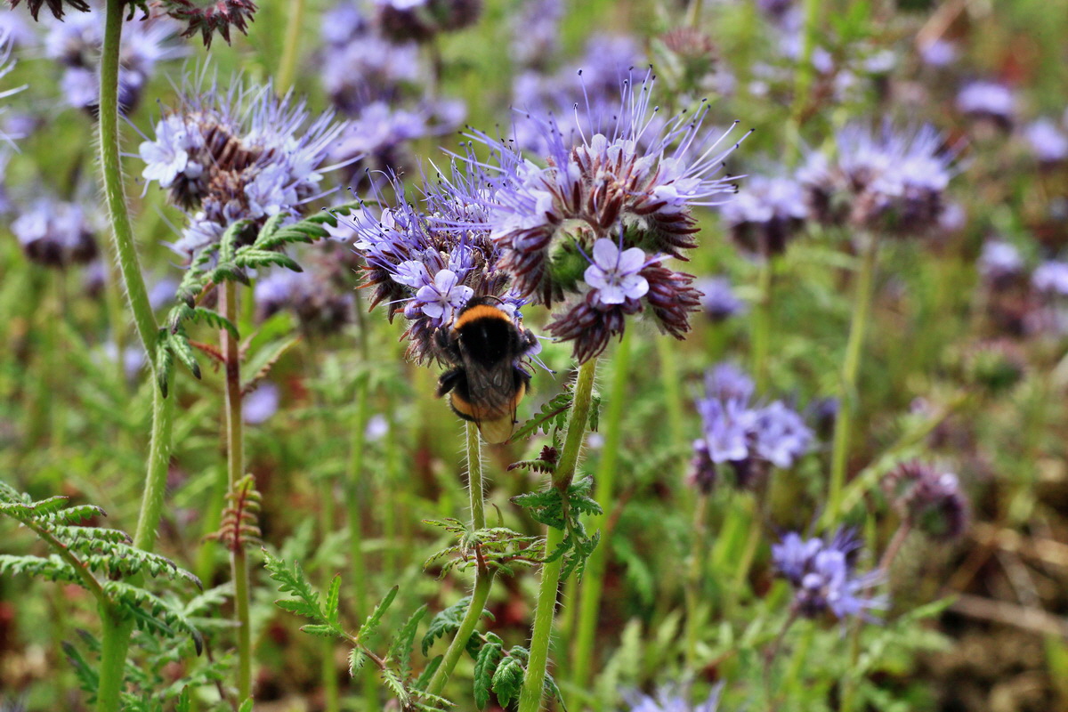 A_2015_05_31_00019557p_Bildgr��e �ndern