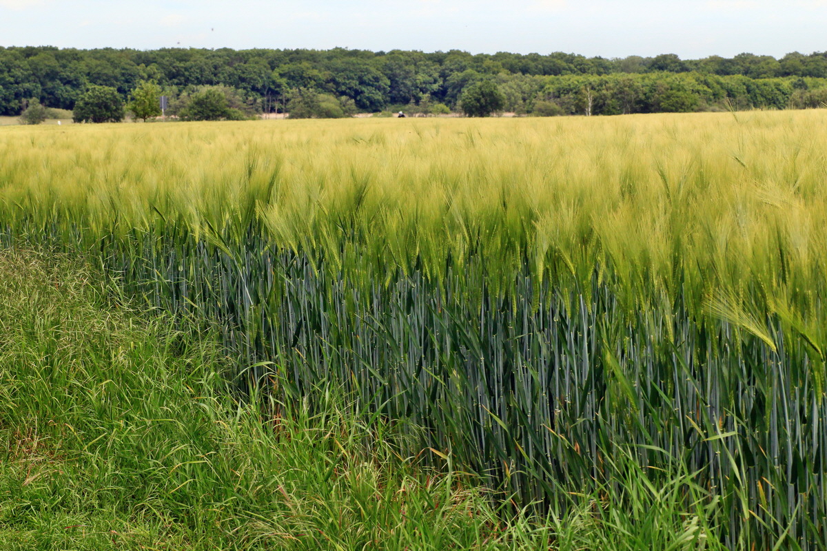 A_2015_05_31_00019569p_Bildgr��e �ndern