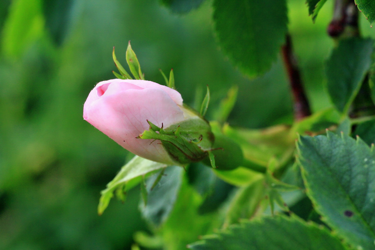 A_2015_05_31_00019574p_Bildgr��e �ndern