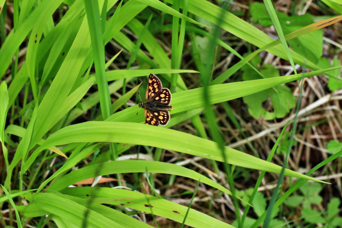 A_2015_05_31_00019578p_Bildgr��e �ndern