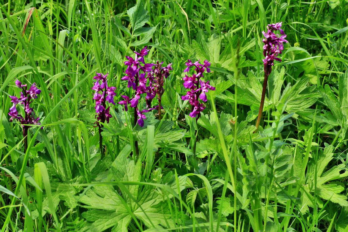 A_2015_05_31_00019584p_Bildgr��e �ndern