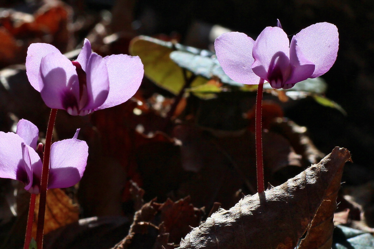 2015_03_08_00015712a_Bildgr��e �ndern